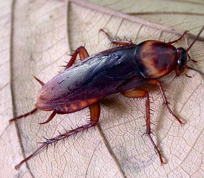 American Cockroach