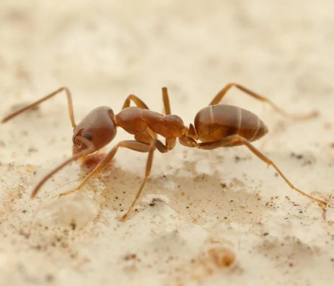 Argentine Ant