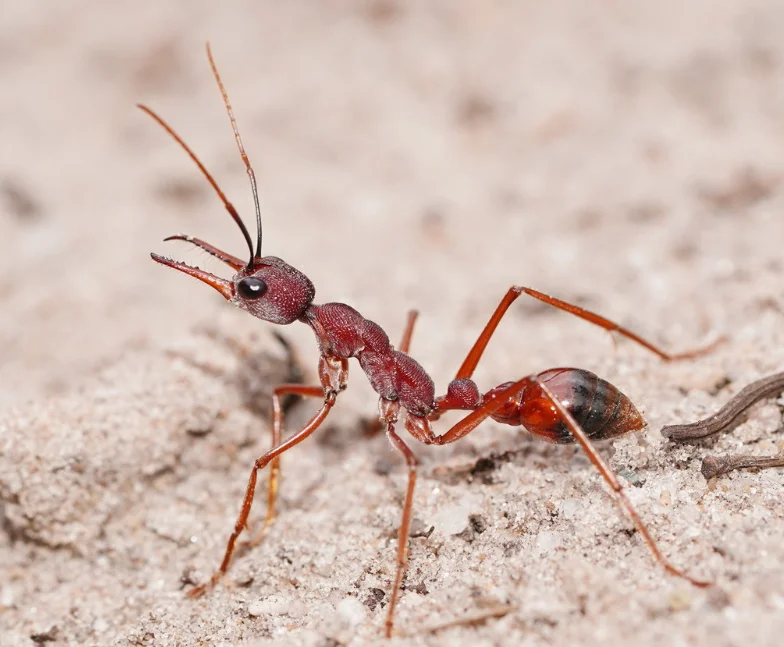 Bull Ant
