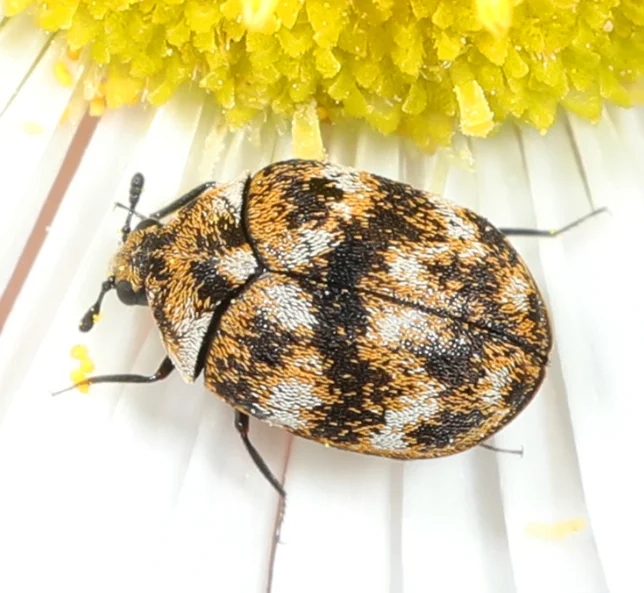 Carpet Beetle