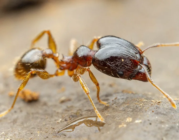 Coastal Brown Ant