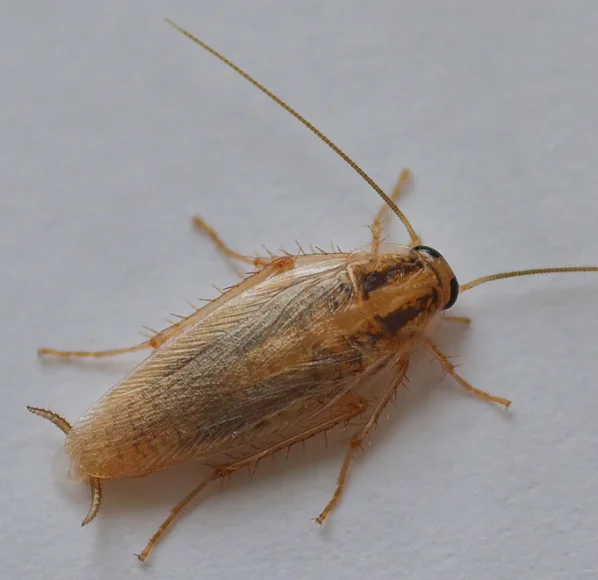 German Cockroach