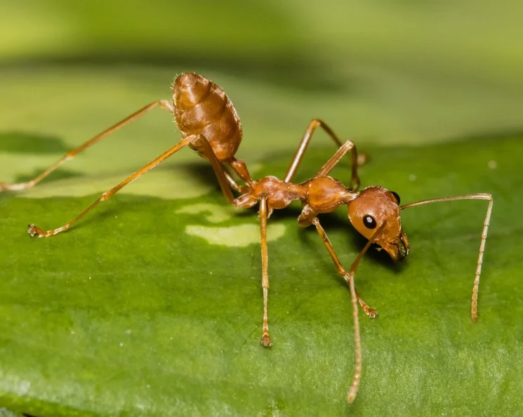 Green Tree Ant