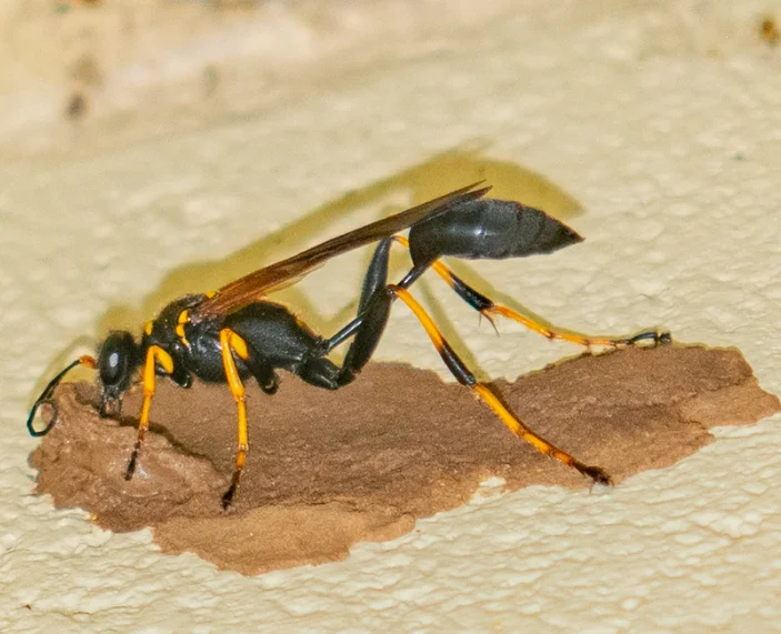 Mud Wasp