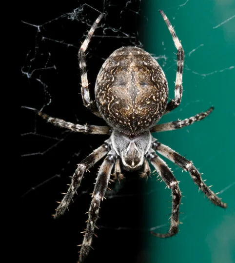Orb Weaver Spider