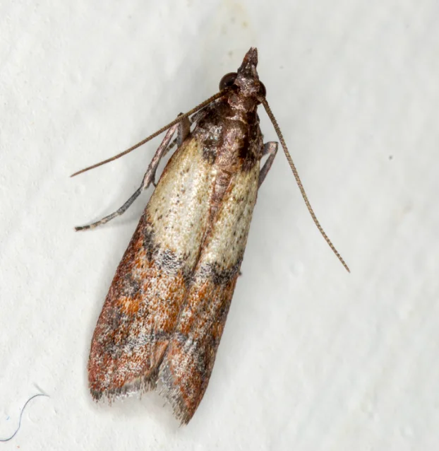 Pantry Moth