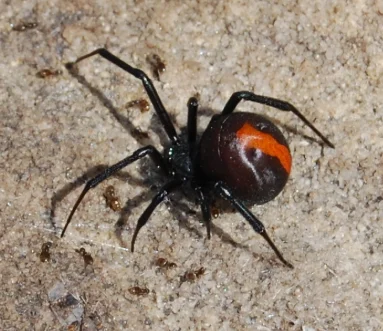 Redback Spider